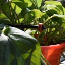 Irrigation End Dripper 20 pcs 8