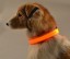 Izzó LED nyakörv kutyáknak 10