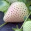 Jahodník Pineberry semená biela jahoda ľahké pestovanie vo vnútri, vonku, v kvetináčoch, na balkónoch Fragaria ananassa semienka 15 ks 2
