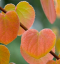 Japán Cercidiphyllum japonicum lombhullató fa könnyen termeszthető a szabadban 100 db mag 2