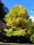 Japońskie drzewo liściaste Cercidiphyllum japonicum łatwe w uprawie na zewnątrz 100 szt. nasion 1