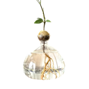 Jarrón de vidrio para aguacate 15 x 15 x 5 cm Jarrón decorativo hidropónico para el cultivo de plantas, semillas, bellotas y huesos Decoración 4