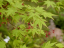 Javor dlanitolistý Acer palmatum malý listnatý strom Jednoduché pestovanie vonku 30 ks semienok 1