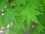 Javor dlanitolistý Acer palmatum malý listnatý strom Jednoduché pestovanie vonku 30 ks semienok 3