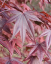 Javor dlanitolistý Acer palmatum odroda Red Emperor malý listnatý strom Jednoduché pestovanie vonku 10 ks semienok 2
