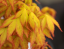 Javor dlanitolistý Acer palmatum Summer Gold listnatý strom Jednoduché pestovanie vonku 10 ks semienok 1