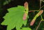 Javor okrouhlolistý Acer circinatum javor révový listnatý strom Snadné pěstování venku 10 ks semínek 2