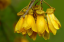 Jerlín drobnolistý Sophora microphylla Snadné pěstování venku 5 ks semínek 1