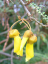 Jerlín drobnolistý Sophora microphylla Snadné pěstování venku 5 ks semínek 3
