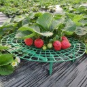 Jordbærplanter 3