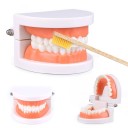 Jouet éducatif de nettoyage des dents avec brosse à dents 2