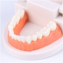 Jouet éducatif de nettoyage des dents avec brosse à dents 3
