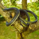 Jouet serpent en caoutchouc 1