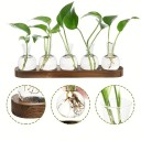 Juego de 5 unidades de jarrones hidropónicos de 9 cm en forma de bulbo Soporte de madera 36,5 x 7 x 2,5 cm Terrario de vidrio para la propagación 4
