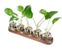 Juego de 5 unidades de jarrones hidropónicos de 9 cm en forma de bulbo Soporte de madera 36,5 x 7 x 2,5 cm Terrario de vidrio para la propagación 6