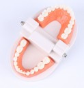 Juguete educativo para cepillarse los dientes con un cepillo de dientes. 4