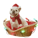 Julehuer til hunde 5
