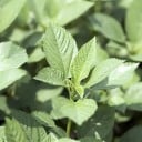 Jutafrø Corchorus capsularis 1000 stk tropisk tekstilplante til storskala landbrug og professionel dyrkning 1