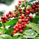 Kaffesæd kaffetræ arabica Coffea arabica Obatã 5 stk brasiliansk kaffetype til dyrkning derhjemme i stuen eller vinterhaven 2