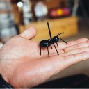 Καλαμάκια για ορεκτικά σε σχήμα μυρμηγκιού 4