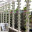 Kalíšek na hydroponické pěstování 10 ks 1