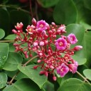 Karambola Averrhoa carambola 10 ks semínka exotický ovocný strom s plody ve tvaru hvězdy pro pěstování doma i ve skleníku 2