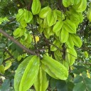 Karambola Averrhoa carambola 10 ks semínka exotický ovocný strom s plody ve tvaru hvězdy pro pěstování doma i ve skleníku 3