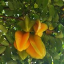 Karambola Averrhoa carambola 10 ks semínka exotický ovocný strom s plody ve tvaru hvězdy pro pěstování doma i ve skleníku 4