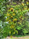 Karambola Averrhoa carambola 10 ks semínka exotický ovocný strom s plody ve tvaru hvězdy pro pěstování doma i ve skleníku 5