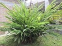 Kardamomfrø Elettaria Cardamomum Kardamomplante 10 stk Cremegul Blomst Med Røde Årer Plante Til Dyrkning Hjemme Og I Haven 3