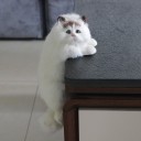 Kattedekoration 4