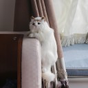 Kattedekoration 2