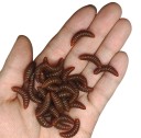 Keinotekoinen syötti 2 cm 100 kpl 4