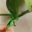 Klamry do liści roślin 100 szt 2