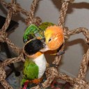 Klimnet voor vogels 2