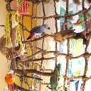 Klimnet voor vogels 3