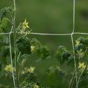 Klimplantennet 1