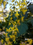 Koelreuteria elegans flame gold rain tree listnatý strom Snadné pěstování venku 30 ks semínek 3