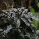 Koffieplant arabica Coffea arabica IHCAFE 90 10 stuks Midden-Amerikaanse vruchtbare variëteit voor eigen teelt thuis en op kantoor 2