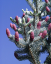 Kolczasty świerk Picea pungens Drzewo iglaste Łatwe w uprawie na zewnątrz 100 szt. Nasiona 2