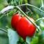 Konsolidacja krzewów pomidora 50 szt. 2