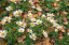 Kopretina arktická Arctanthemum arcticum vytrvalá bylina Jednoduché pestovanie vonku 15 ks semienok 2