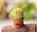 Koristeellinen miniatyyrikaktus 11
