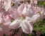 Kráľovská azalka Rhododendron schlippenbachii podrastový ker Jednoduché pestovanie vonku 15 ks semienok 2
