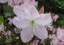 Kráľovská azalka Rhododendron schlippenbachii podrastový ker Jednoduché pestovanie vonku 15 ks semienok 3