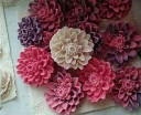 Krysantemum bagefad 2