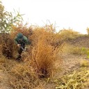 Kunstgras 50 g Modellierte trockene Vegetation für Dioramen und Modelllandschaften 3