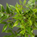 Kunstig nandina hjem 75 cm dekorativ plante til lejlighed, kontor og indretning med realistiske blade 2