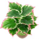 Kunstige palmeblade bundt C607 3
