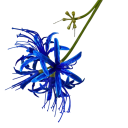 Künstliche dekorative Blume exotische Blüte am Stiel 60 cm aus Stoff und Kunststoff zur Anordnung in einer Vase und zur Dekoration des Innenraums 5